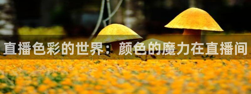 河豚看球：直播色彩的世界：颜色的魔力在直播间