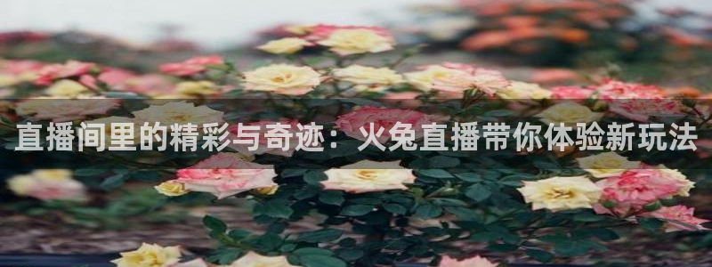 河豚足球比赛直播：直播间里的精彩与奇迹：火兔直播带你体验新玩法