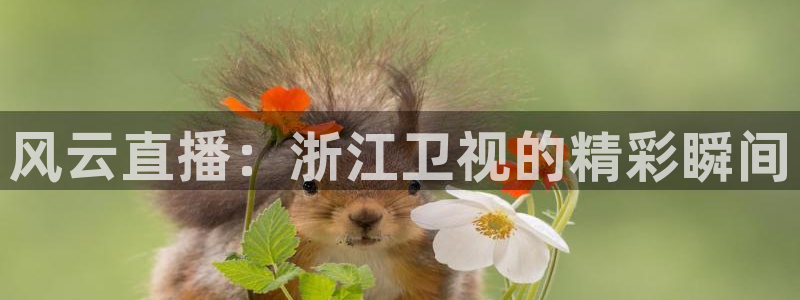 河豚体育直播app官网下载：风云直播：浙江卫视的精彩瞬间